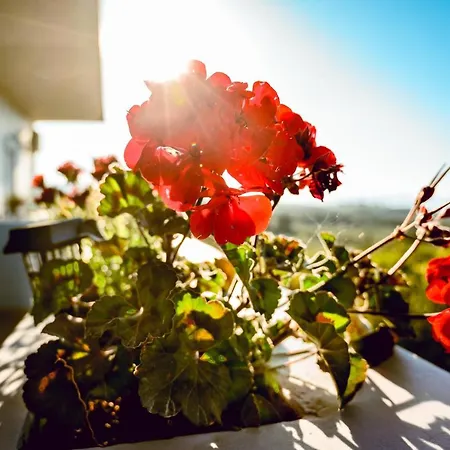 Apartment Nikola's Vineyard Agia (Chania, Crete)