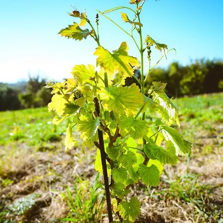 Nikola's Vineyard *